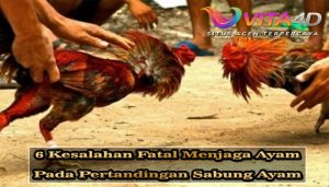 6 Kesalahan Fatal Menjaga Ayam Pada Pertandingan Sabung Ayam